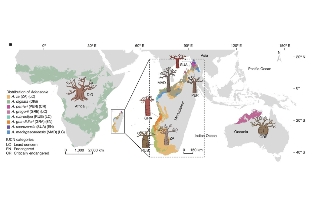 馬達加斯加猴麵包樹的起源研究
